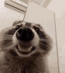 raccon gif|More.